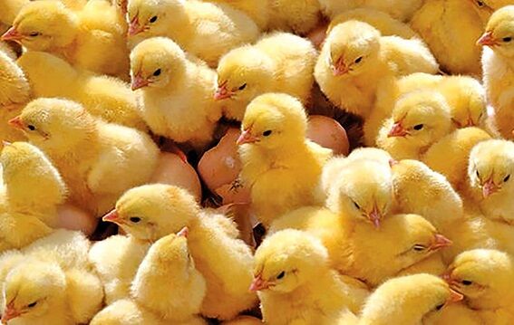 ۱.۵میلیون قطعه جوجهریزی در تهران/ ثبات قیمت گوشت مرغ در بازار ۱.۵میلیون قطعه جوجهریزی در تهران/ ثبات قیمت گوشت مرغ در بازار