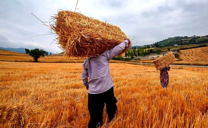 ۳۰ همت از مطالبات گندم کاران تسویه شد