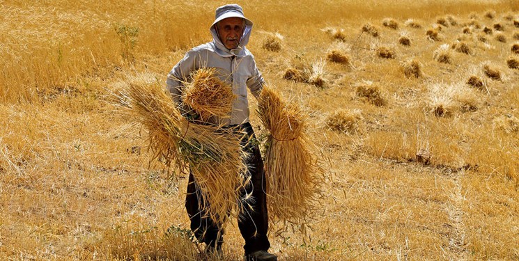 پرداخت بیش از نیمی از مطالبات گندم کاران