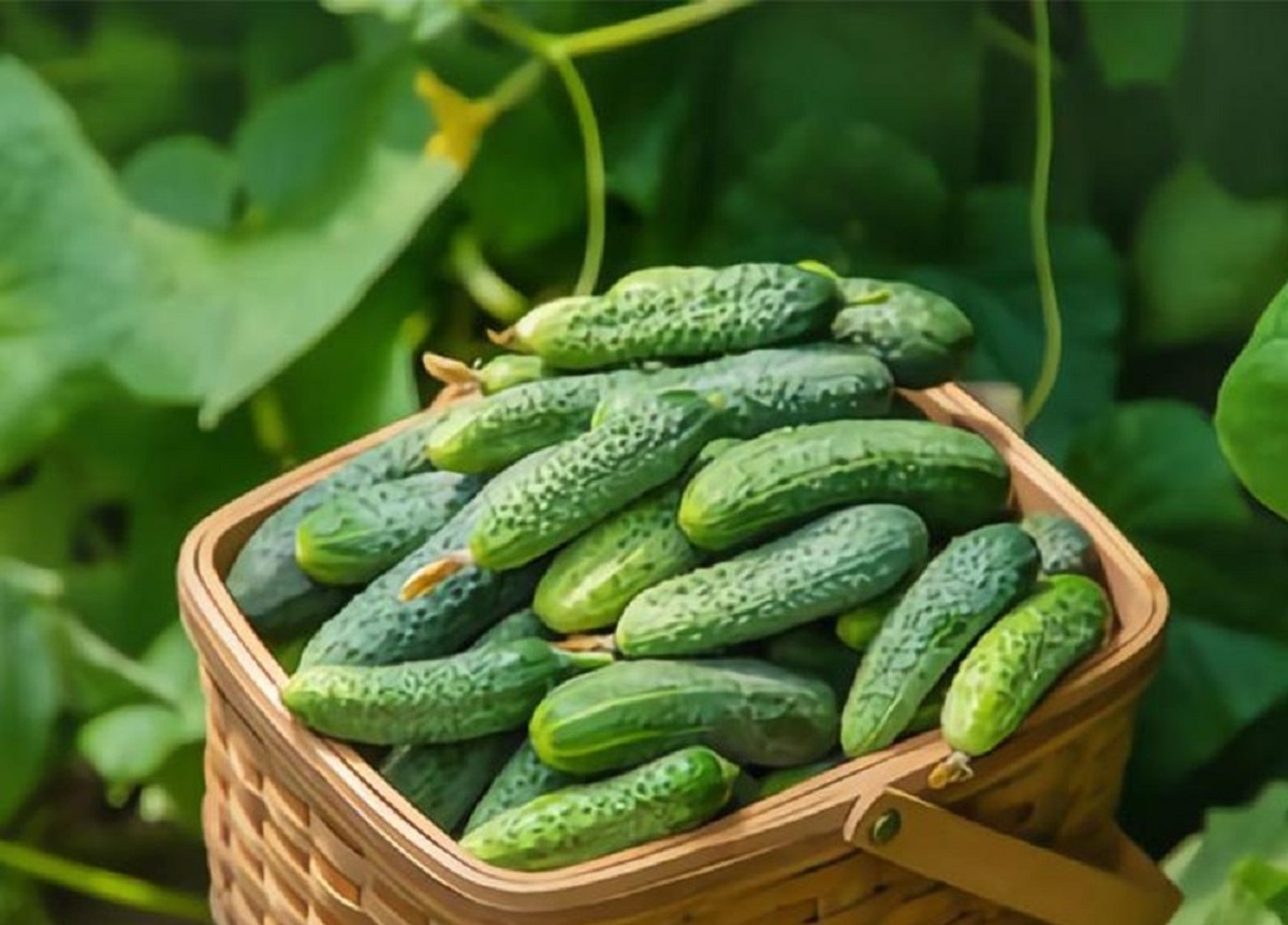 کاهش قیمت خیار از هفته آینده