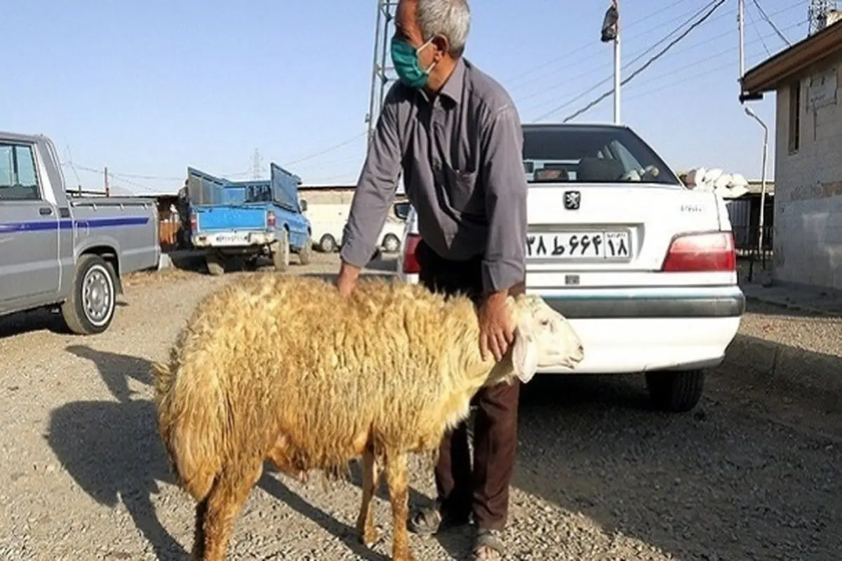 گوسفند بده ماشین بگیر