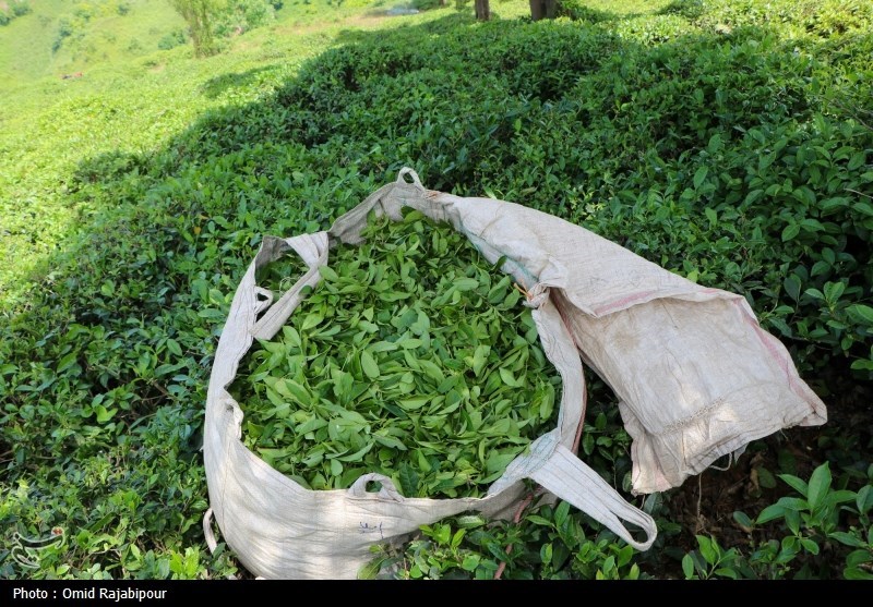 خرید ۲۰۱۷ میلیارد تومان برگ سبز چای از چایکاران