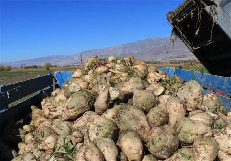 کشت چغندرقند در ایران رکورد ۱۲۰را شکست کشت چغندرقند در ایران رکورد ۱۲۰را شکست