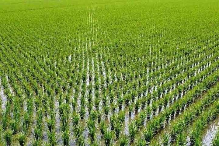 کاشت برنج در خوزستان ممنوع شد کاشت برنج در خوزستان ممنوع شد