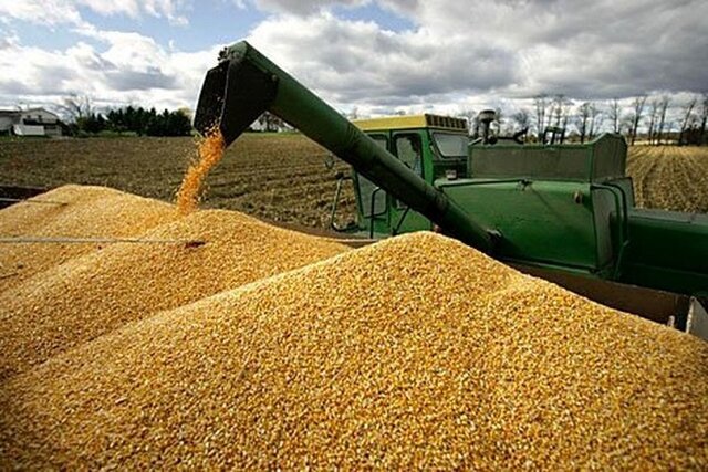 امسال ۲۲۴۰ تن گندم خریداری شده است امسال ۲۲۴۰ تن گندم خریداری شده است