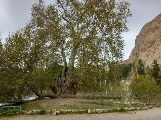 درخت رحمت، کهنسال‌ترین درخت تاق بستان با ۶۰۰ سال قدمت
