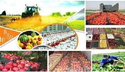 کاهش اندک تورم سالانه بخش زراعت، باغداری و دامداری سنتی در خرداد ۱۴۰۴