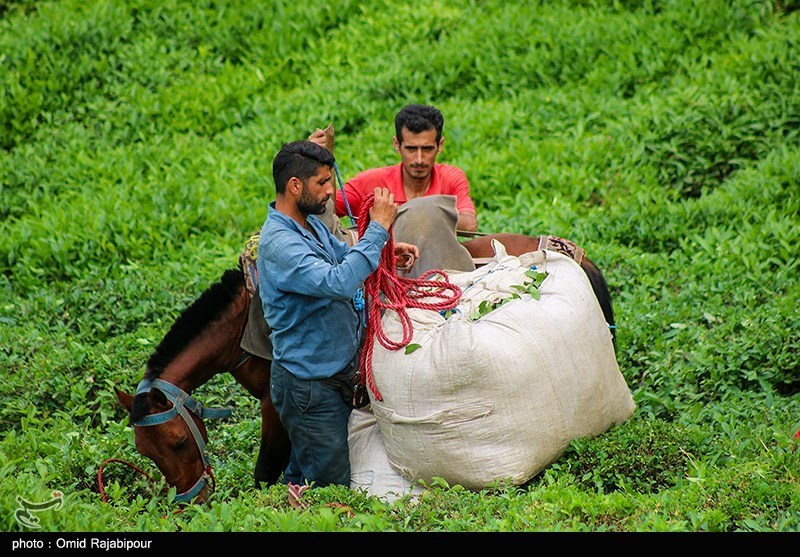 پرداخت ۱۷۷ میلیارد تومان تسهیلات به چایکاران و کارخانجات چای در فصل برداشت ۱۴۰۴