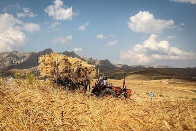 شورای قیمت‌گذاری امروز نرخ نهایی خرید تضمینی گندم را تعیین می‌کند؛ پیشنهاد ۳۲۵۰۰ تومان