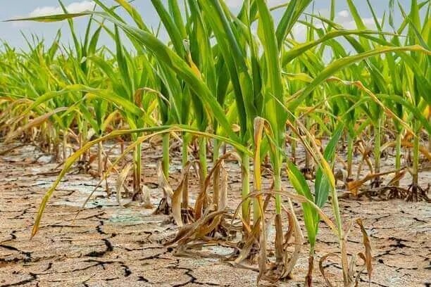 خودکفایی در محصولات استراتژیک تنها با دانش و فناوری و هماهنگی حاکمیتی محقق می‌شود