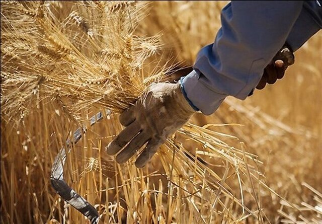 انتقاد مدیرعامل بنیاد ملی گندم‌کاران از بلاتکلیفی قیمت گندم و کم‌توجهی به قانون خرید تضمینی