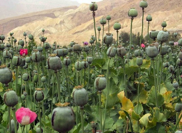 کشت خشخاش در داخل می‌تواند قیمت دارو را کنترل کند