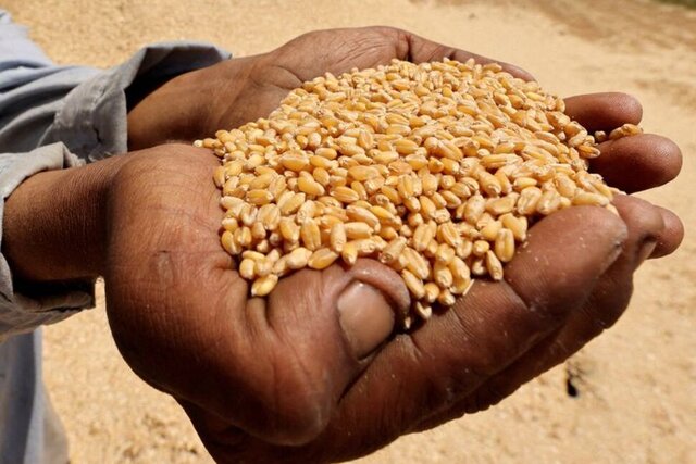 شاخص قیمت جهانی مواد غذایی در سپتامبر ۱۴۰۴ کاهش یافت؛ افت شکر و لبنیات رکورد گوشت را جبران کرد