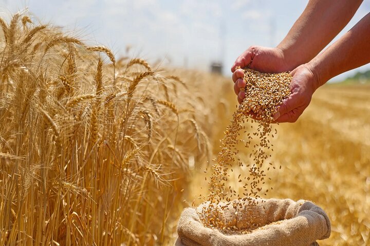قیمت تضمینی گندم برای سال زراعی ۱۴۰۴-۱۴۰۵ بین ۲۷,۵۰۰ تا ۲۹,۵۰۰ تومان اعلام شد قیمت تضمینی گندم برای سال زراعی ۱۴۰۴-۱۴۰۵ بین ۲۷,۵۰۰ تا ۲۹,۵۰۰ تومان اعلام شد