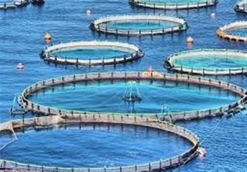 شیلات ایران با فائو برای کاهش پسماندهای پلاستیکی دریایی همکاری می‌کند