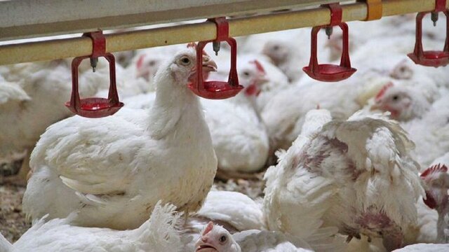 بحران نهاده‌های دامی؛ تلفات مرغ و افزایش قریب‌الوقوع قیمت‌ها