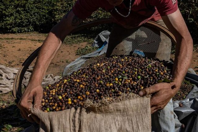 برزیل در حال افزایش تولید روبوستا برای مقابله با تغییرات اقلیمی