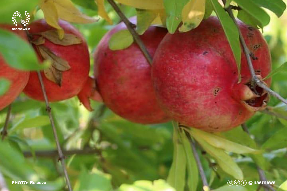 صادرات ۳۷۷۴ تن انار ایران به ۱۳ کشور و ارزآوری یک میلیون و ۷۰۰ هزار دلار
