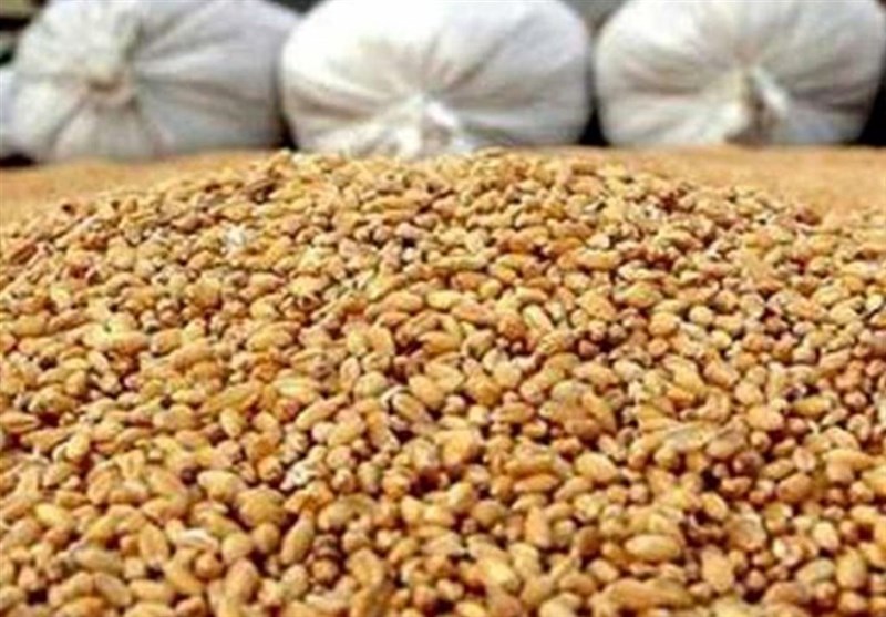 عرضه ۱۳۷ هزار تن ذرت مصوب برای مرغداران مستقل دارای گله فعال