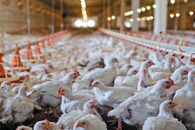 بحران نهاده‌های دامی تولید مرغ را تا ۲۰ درصد کاهش می‌دهد؛ قیمت‌ها در روزهای آینده جهش خواهد کرد