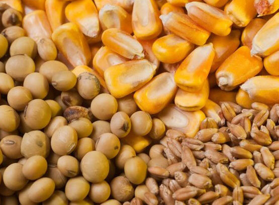 نرخ جدید نهاده‌های دامی اعلام شد