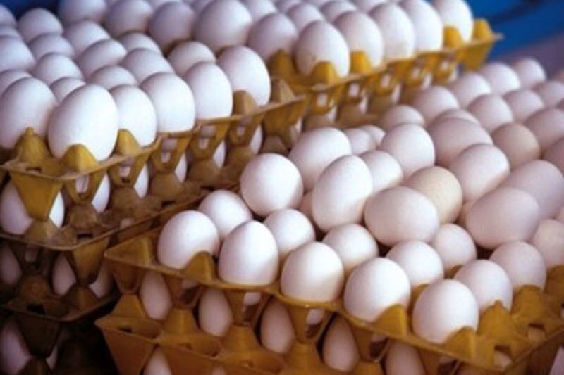 تولید تخم مرغ به یک میلیون و ۴۵۰ هزارتن می‌رسد