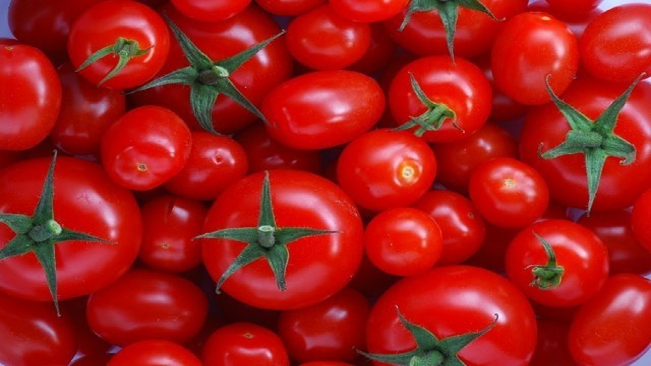 بازار گوجه فرنگی تعدیل شد