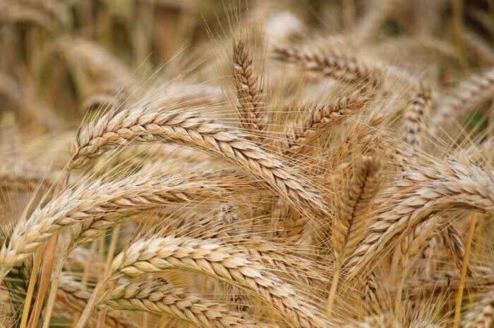 قیمت‌گذاری دستوری گندم به زیان کشاورزان تمام شده است / تاکید بر نقش بخش خصوصی