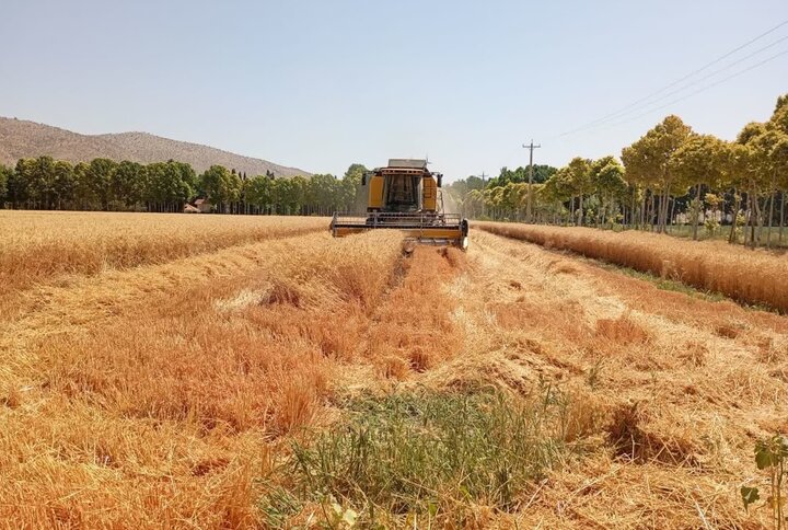باقیمانده مطالبات گندمکاران تا پایان شهریور پرداخت میشود