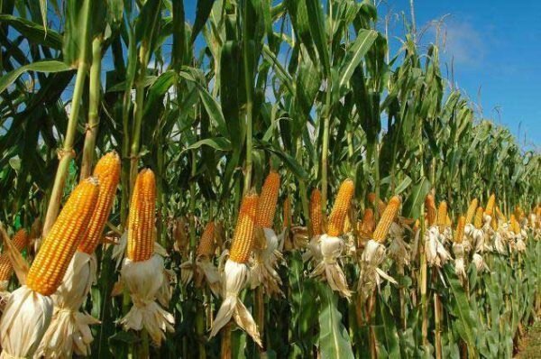 صادرات ذرت آرژانتین در آستانه ثبت رکورد ۱۰ میلیون تنی