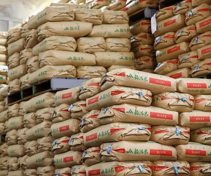 دولت ژاپن ۲۱۰ هزار تن برنج اضطراری را بازخرید می‌کند