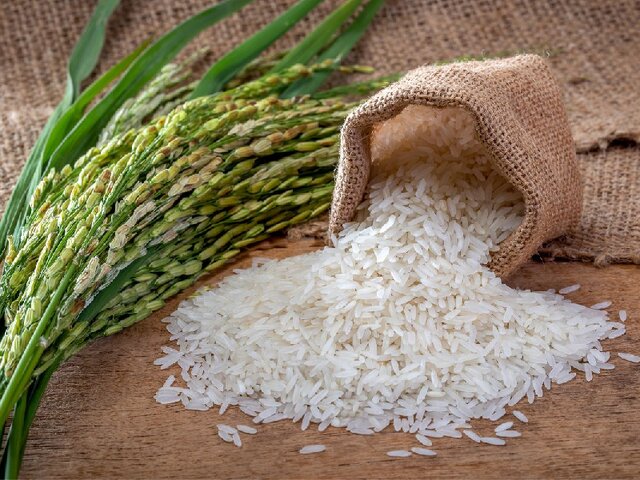 کاهش ۰.۶ درصدی تولید برنج کره‌جنوبی در سال ۲۰۲۶