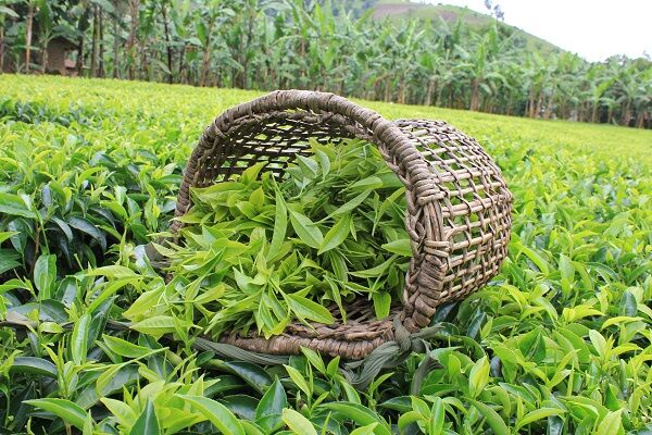 پایان خرید تضمینی برگ سبز چای؛ رشد ۲۷ درصدی تولید